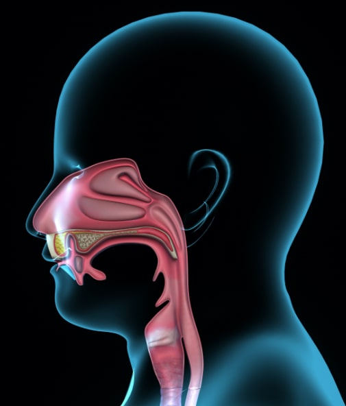 Animated airway with obstruction