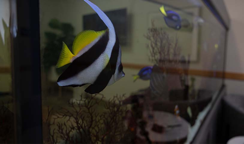 Fish tank in dental office waiting room